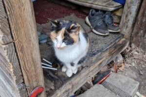 bez domova_kočka_bouda_zimni program 2023_foto MMO_20230202_083630