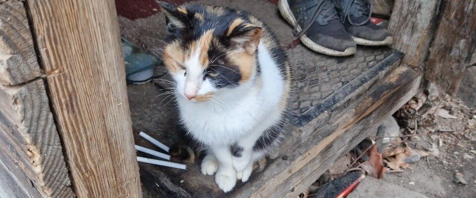 bez domova_kočka_bouda_zimni program 2023_foto MMO_20230202_083630